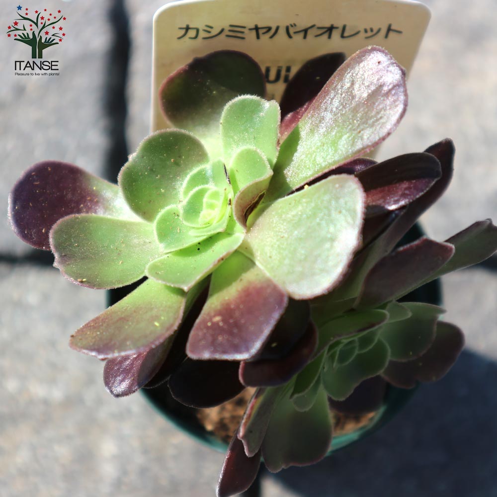 アエオニウム・カシミヤバイオレット 【多肉植物 2.5号鉢／1個売り