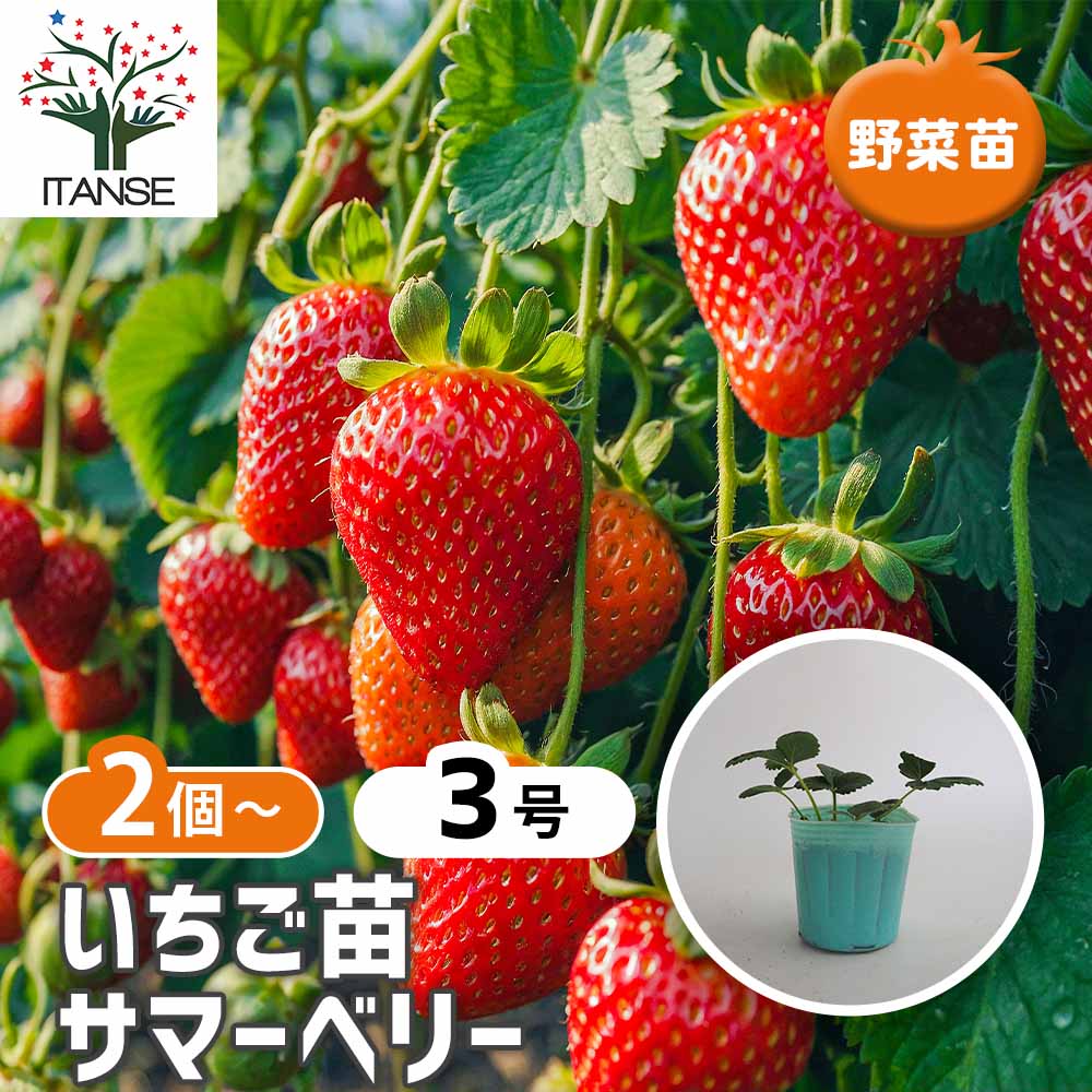 いちごの苗 サマーベリー2個～ 【野菜の苗 3号】｜ 【植物の