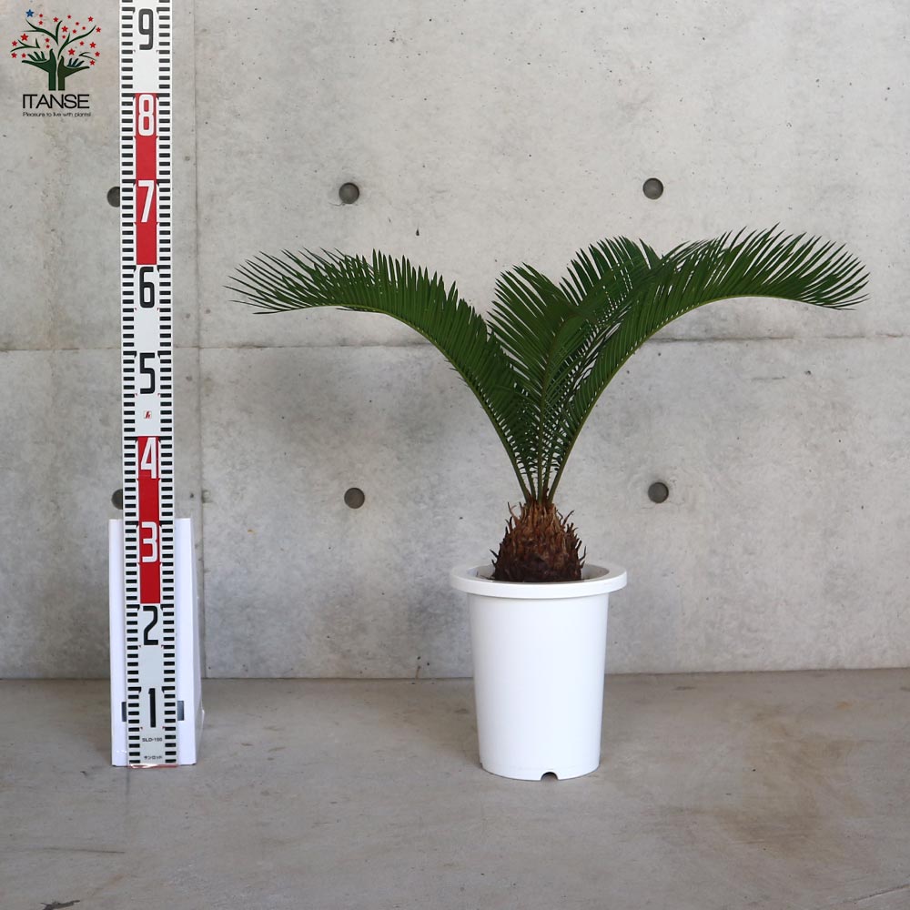 ソテツ 【観葉植物 7号/1個売り】