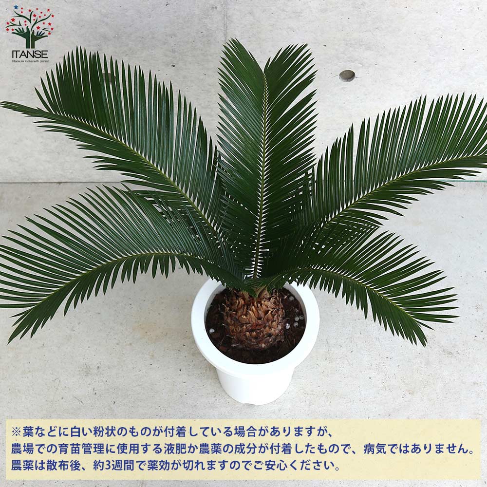 ソテツ 【観葉植物 7号/1個売り】