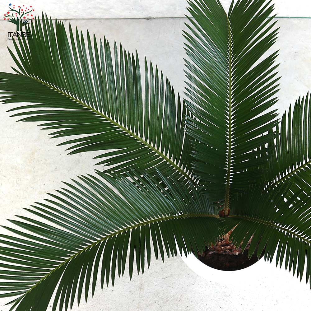 ソテツ 【観葉植物 7号/1個売り】