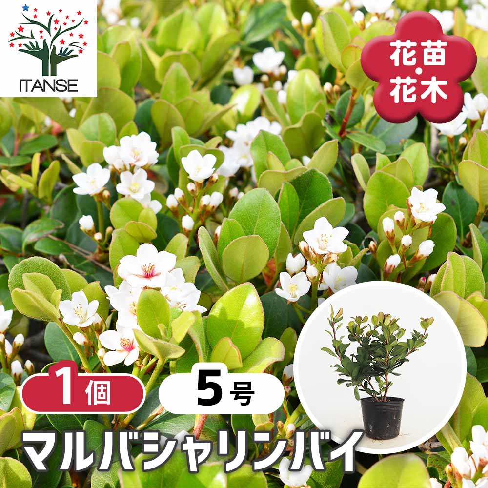 マルバシャリンバイ 【花木苗 5号／1個売り】｜ 【植物のITANSE