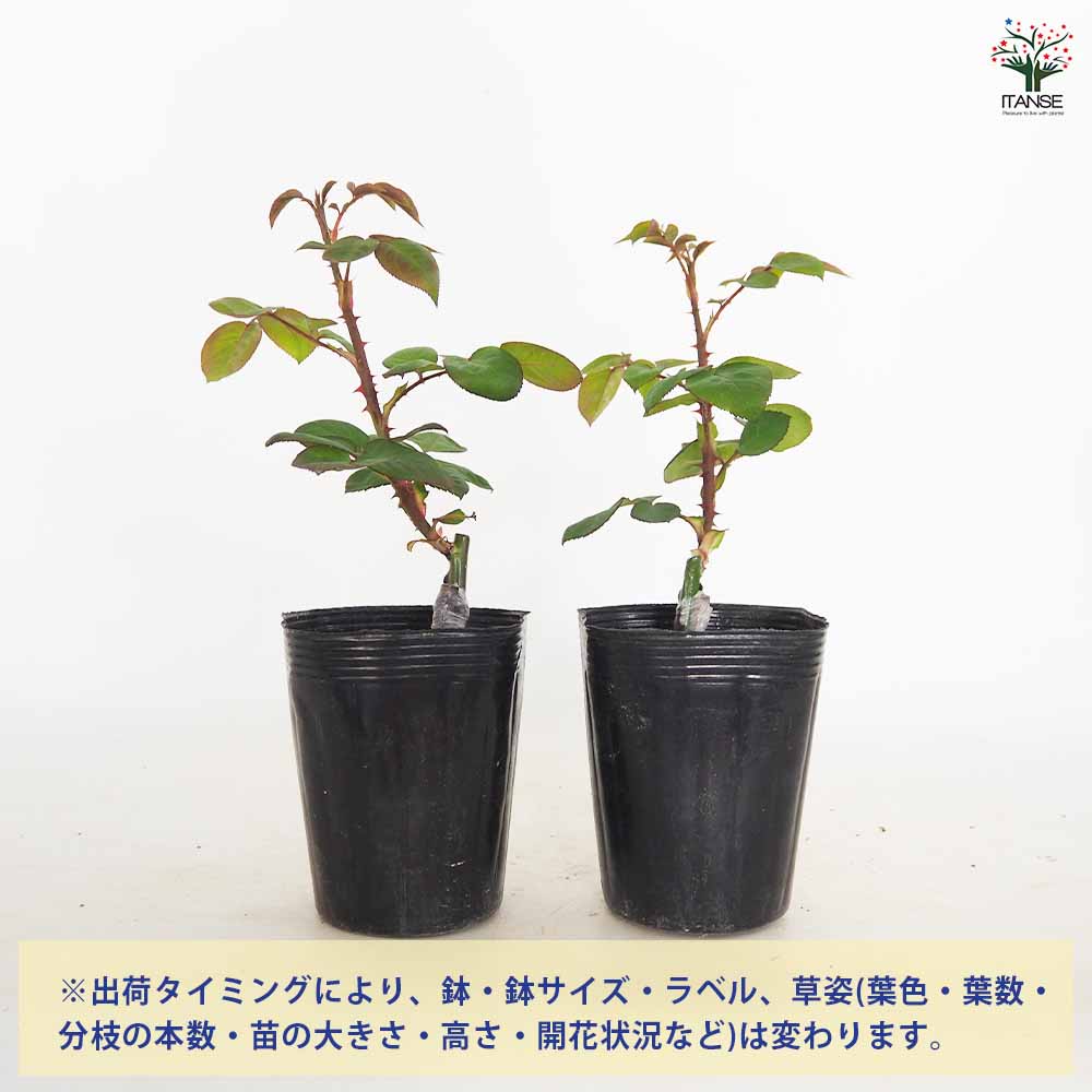 薔薇 ピンク パンサー 接木 【花木苗 4号／1個売り】｜ 【植物の