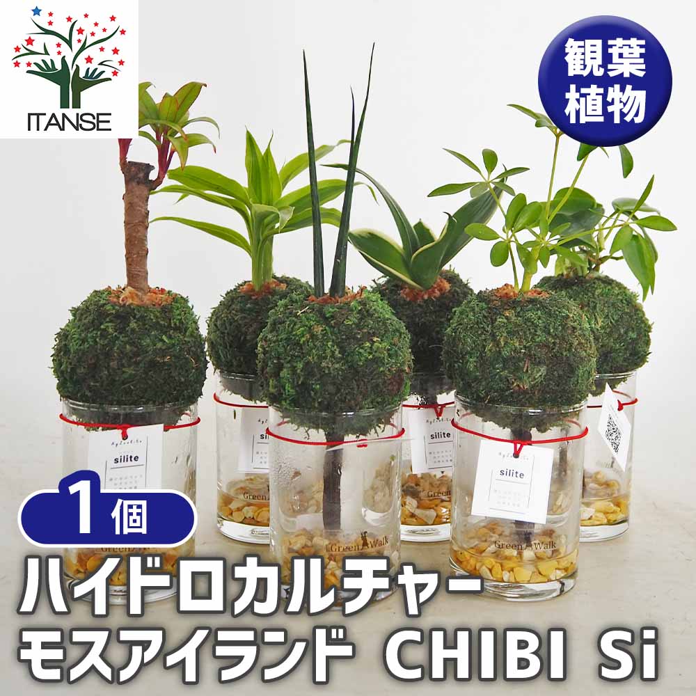 ハイドロカルチャー モスアイランド CHIBI si 【観葉植物 ／1個売り