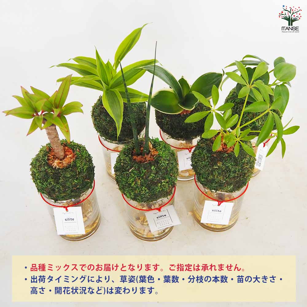 ハイドロカルチャー モスアイランド CHIBI si 【観葉植物 ／1個売り
