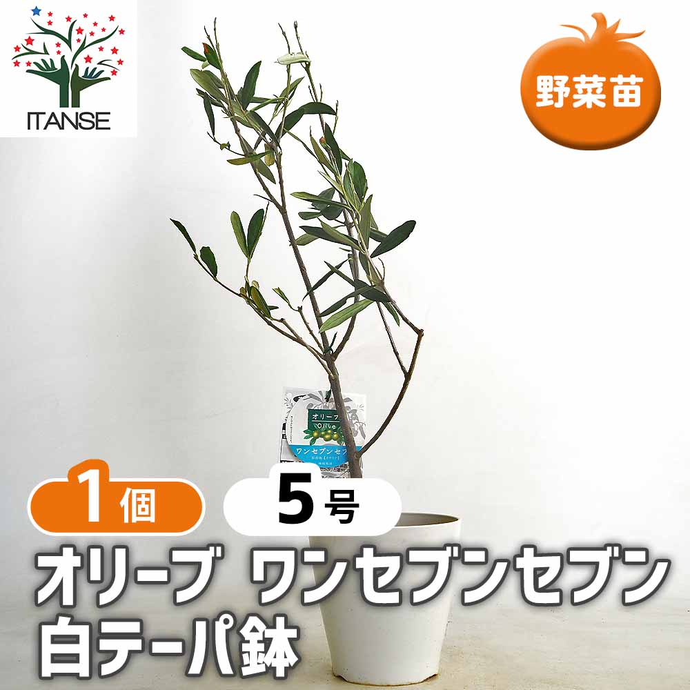 オリーブ ワンセブンセブン白テーパ鉢 【果樹の苗木 5号／1個売り