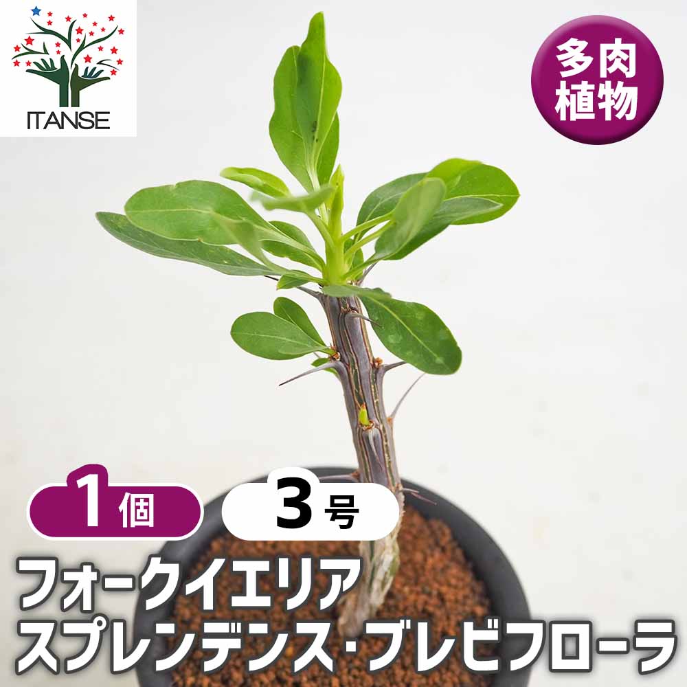フォークイエリア スプレンデンス ブレビフローラ 【多肉植物 3号／1個