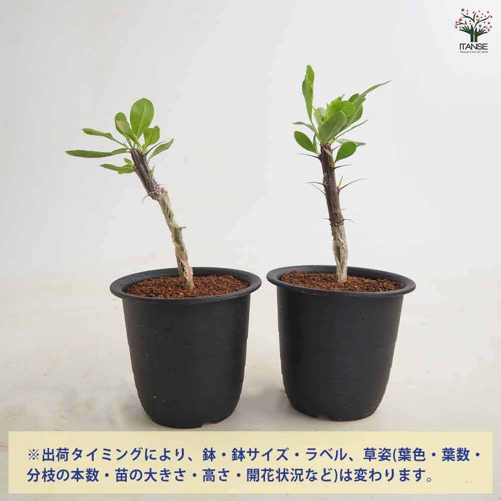 フォークイエリア スプレンデンス ブレビフローラ 【多肉植物 3号／1個