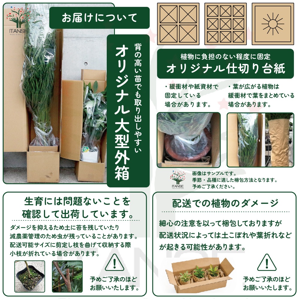 チャイニーズフェアリーベルズ ムーンライト 【花苗 3号】｜ 【植物の