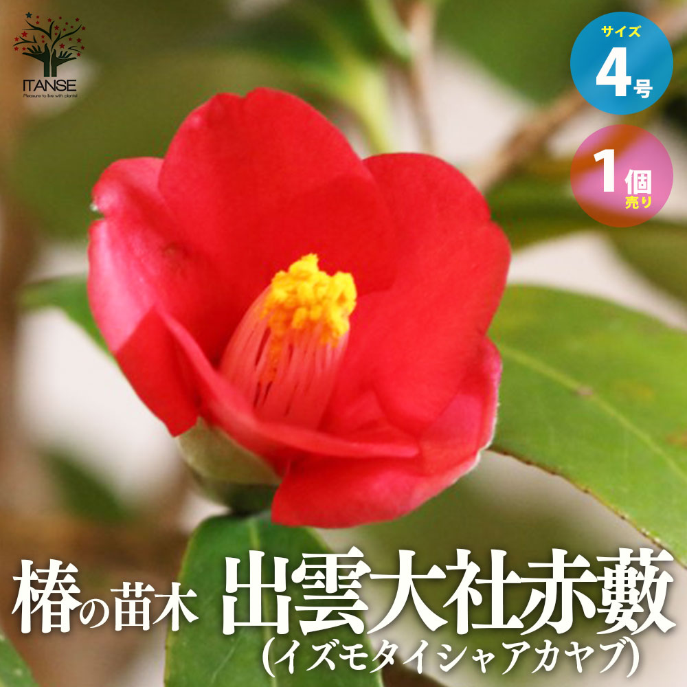 出雲大社　いずもたいしゃ　椿 椿 出雲大社赤藪（いずもたいしゃあかやぶ） - 「中越植物園オンライン