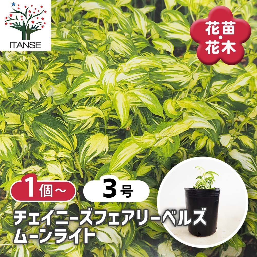 チャイニーズフェアリーベルズ ムーンライト 【花苗 3号】｜ 【植物の