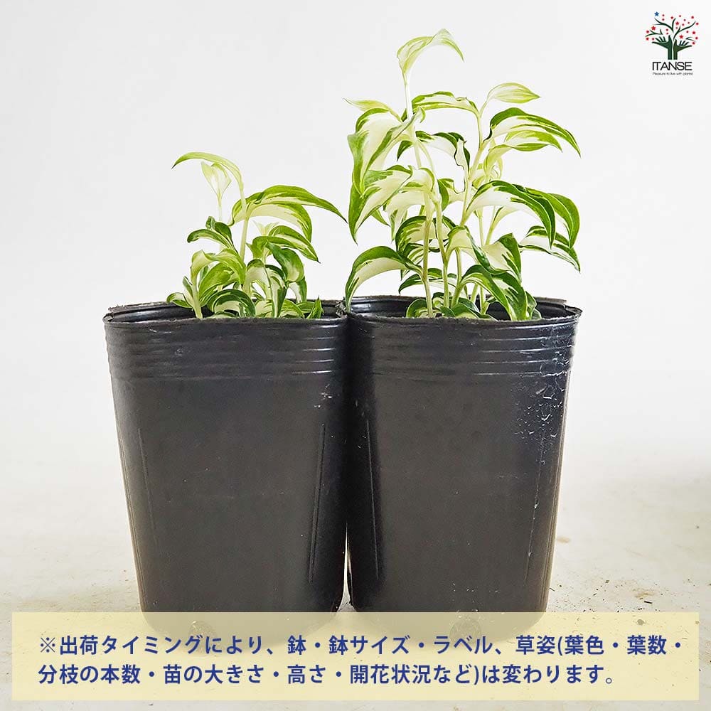 チャイニーズフェアリーベルズ ムーンライト 【花苗 3号】｜ 【植物の
