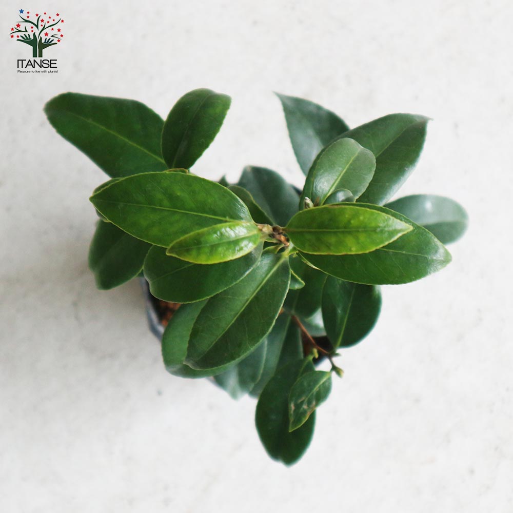 クロビイタヤ 苗木 紅葉樹 大苗1本小苗4本