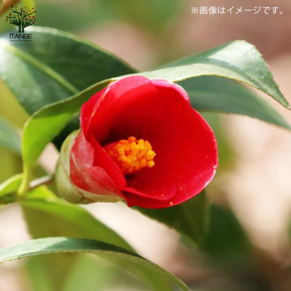 椿(ツバキ)の苗木 品種: 出雲大社赤藪(イズモタイシャアカヤブ)【庭木