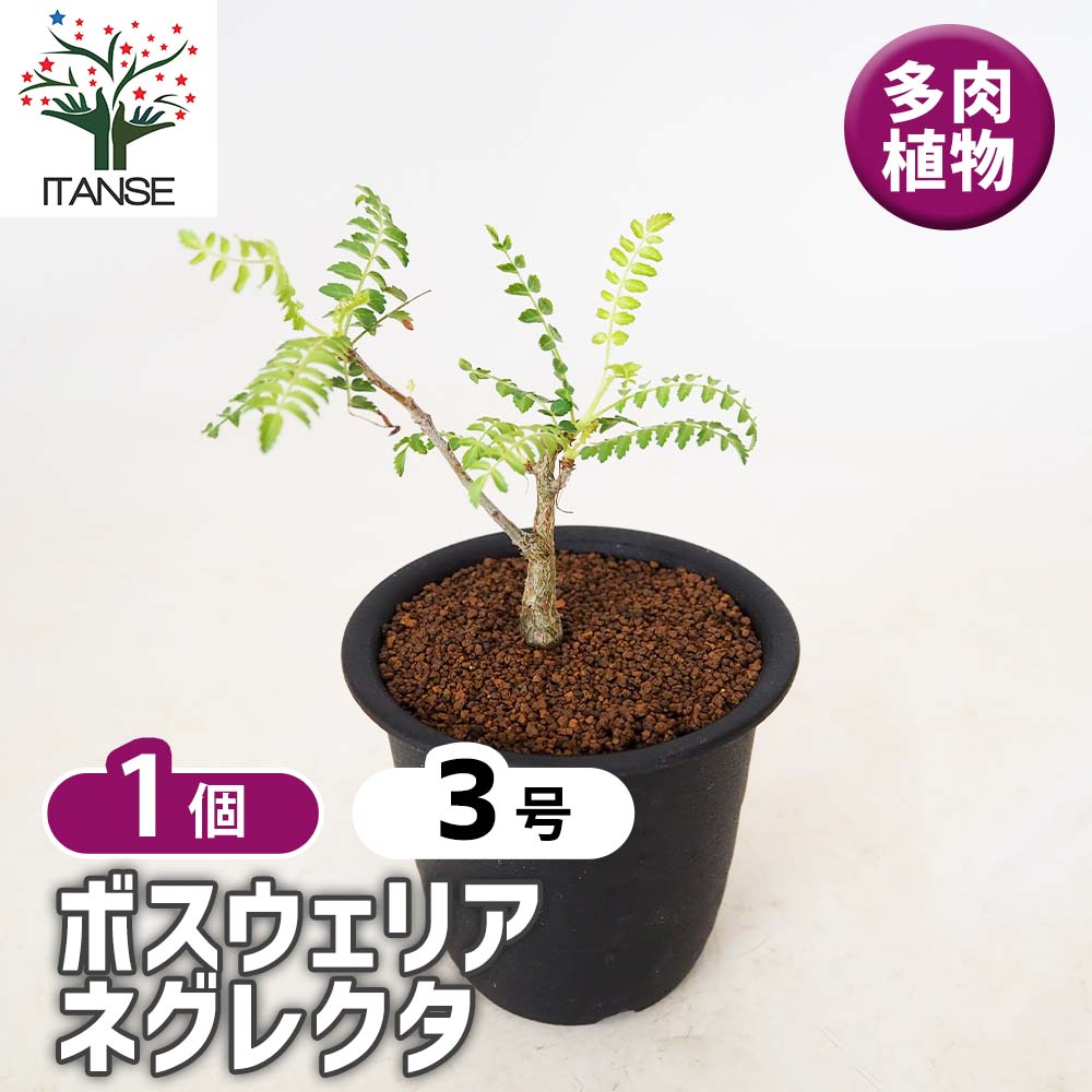 ボスウェリア ネグレクタ 【多肉植物 3号／1個売り】｜ 【植物の
