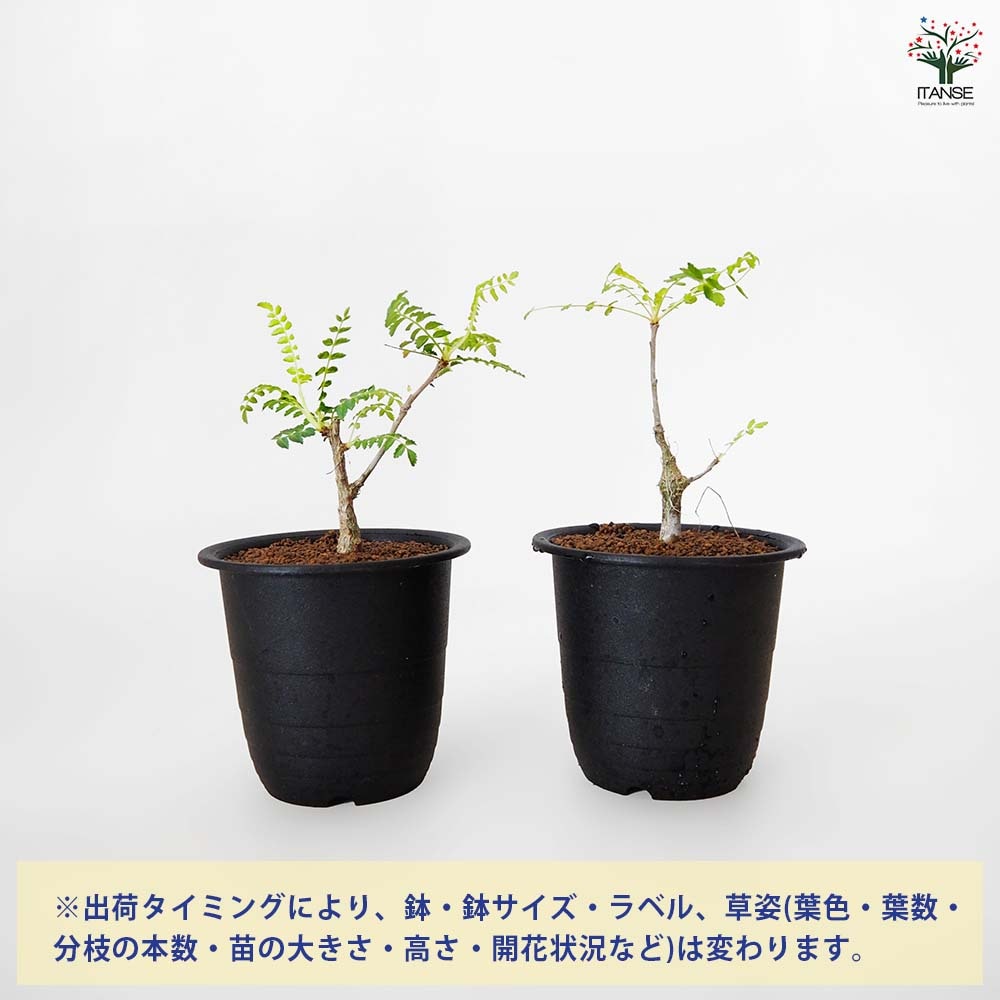 ボスウェリア ネグレクタ 【多肉植物 3号／1個売り】｜ 【植物の