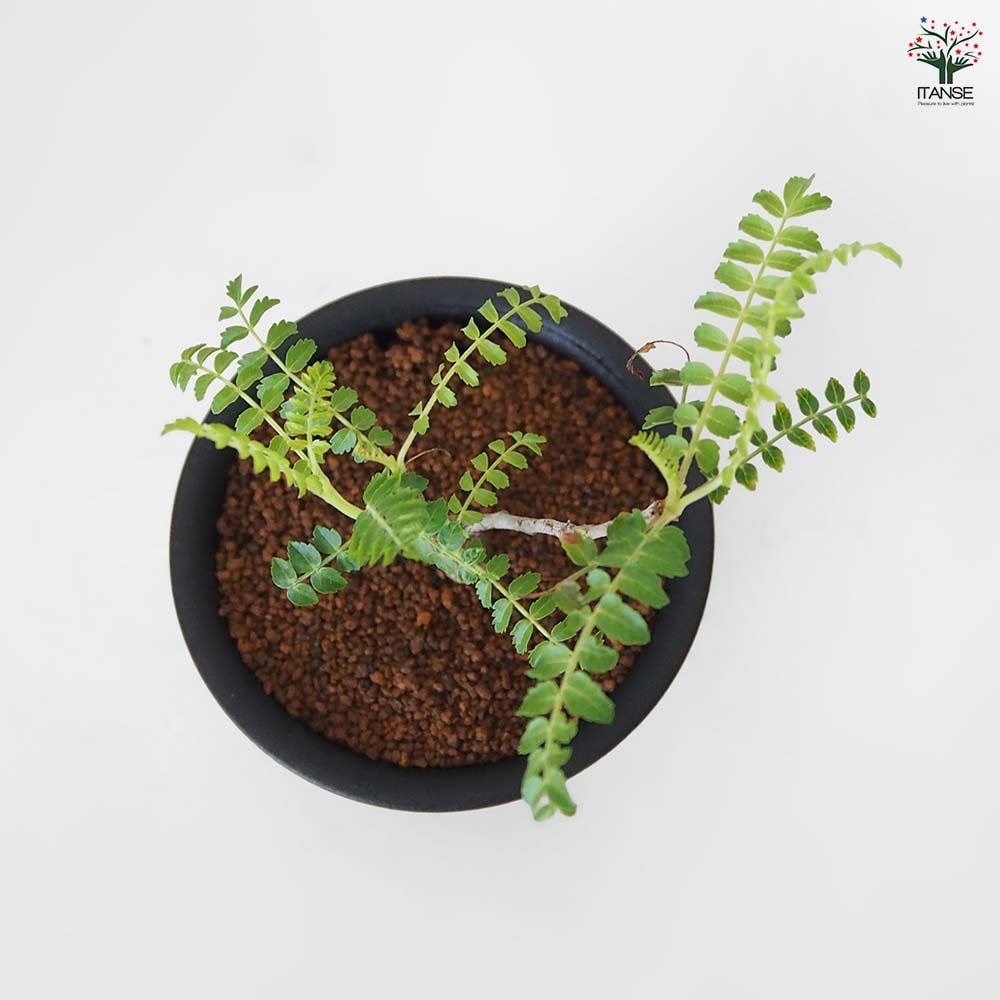ボスウェリア ネグレクタ 【多肉植物 3号／1個売り】｜ 【植物の