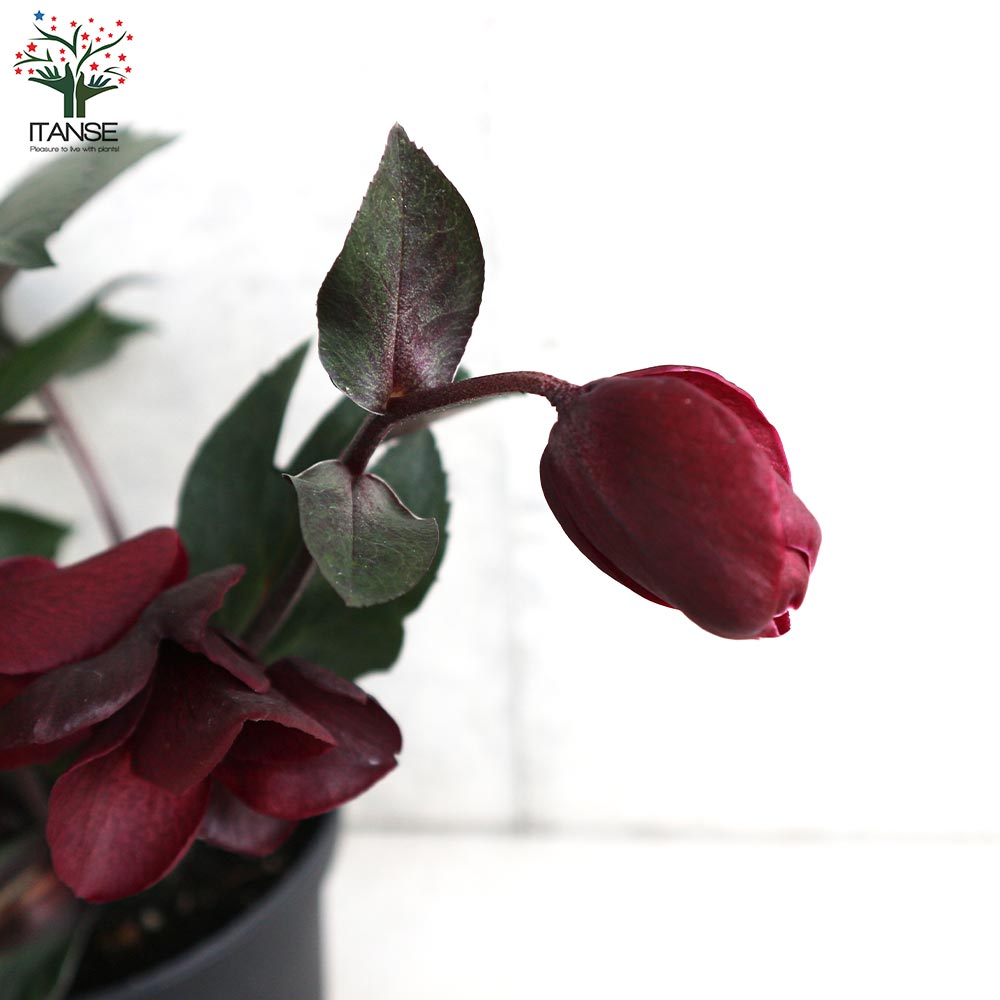 プレミアム クリスマスローズ6鉢5号鉢 氷の薔薇メルロー、アーリー