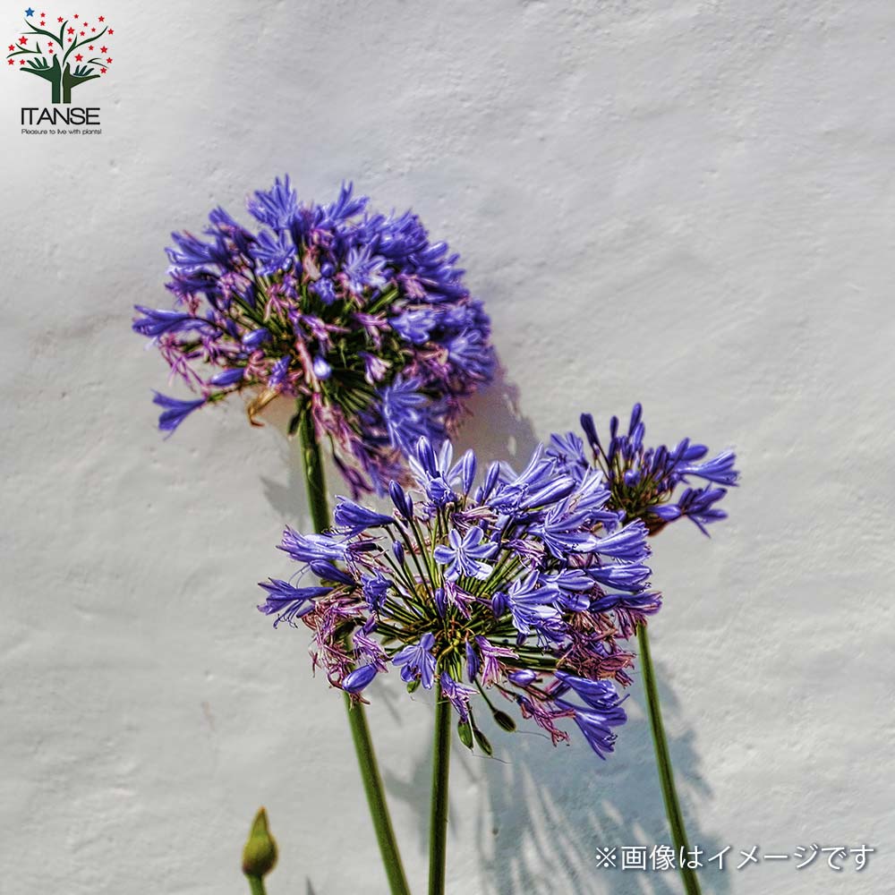 アガパンサス　ブラック系　4苗 アガパンサス ブラック系 4苗