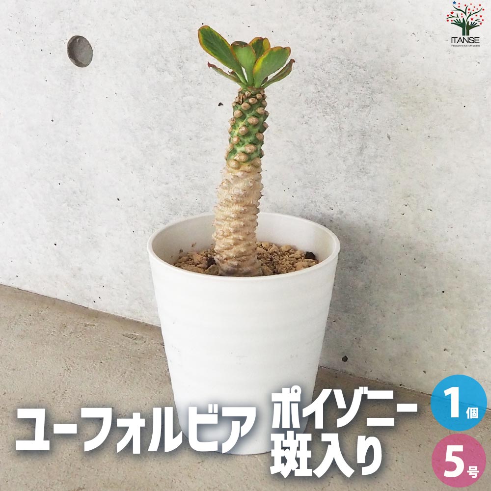 ユーフォルビア ポイゾニー 斑入り【多肉植物 5号鉢／1個売り