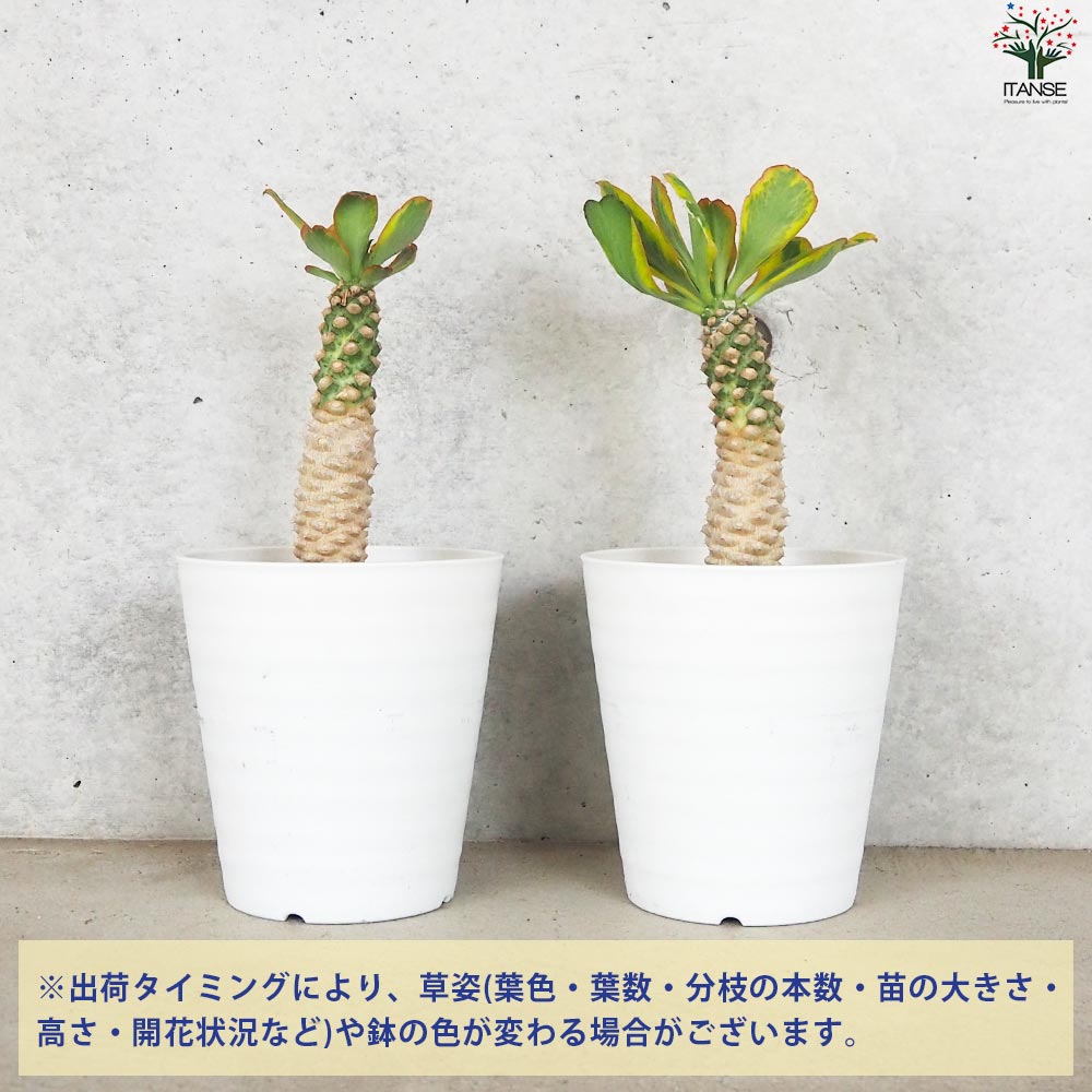 ユーフォルビア ポイゾニー 斑入り【多肉植物 5号鉢／1個売り