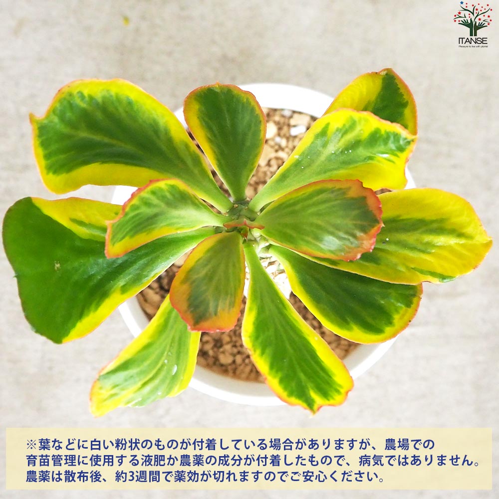 斑入り遺伝子あり　DDソレイユセルフ　即購入不可！ 楽天市場】【一点もの】斑入りアオキ サルフレア 10号 1.2m(鉢底から