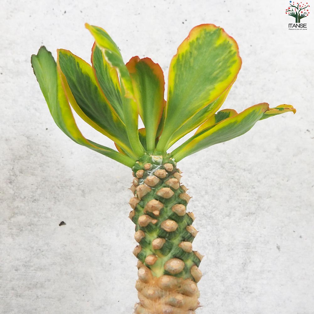 多肉植物 ユーフォルビア ポイゾニー 猛毒3兄弟の1つ 大株で株立ち