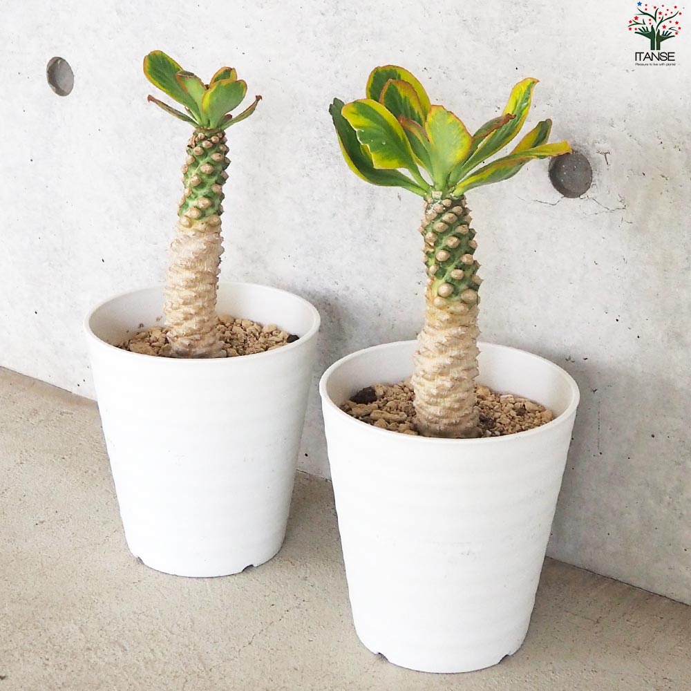 ユーフォルビア ポイゾニー 斑入り【多肉植物 5号鉢／1個売り