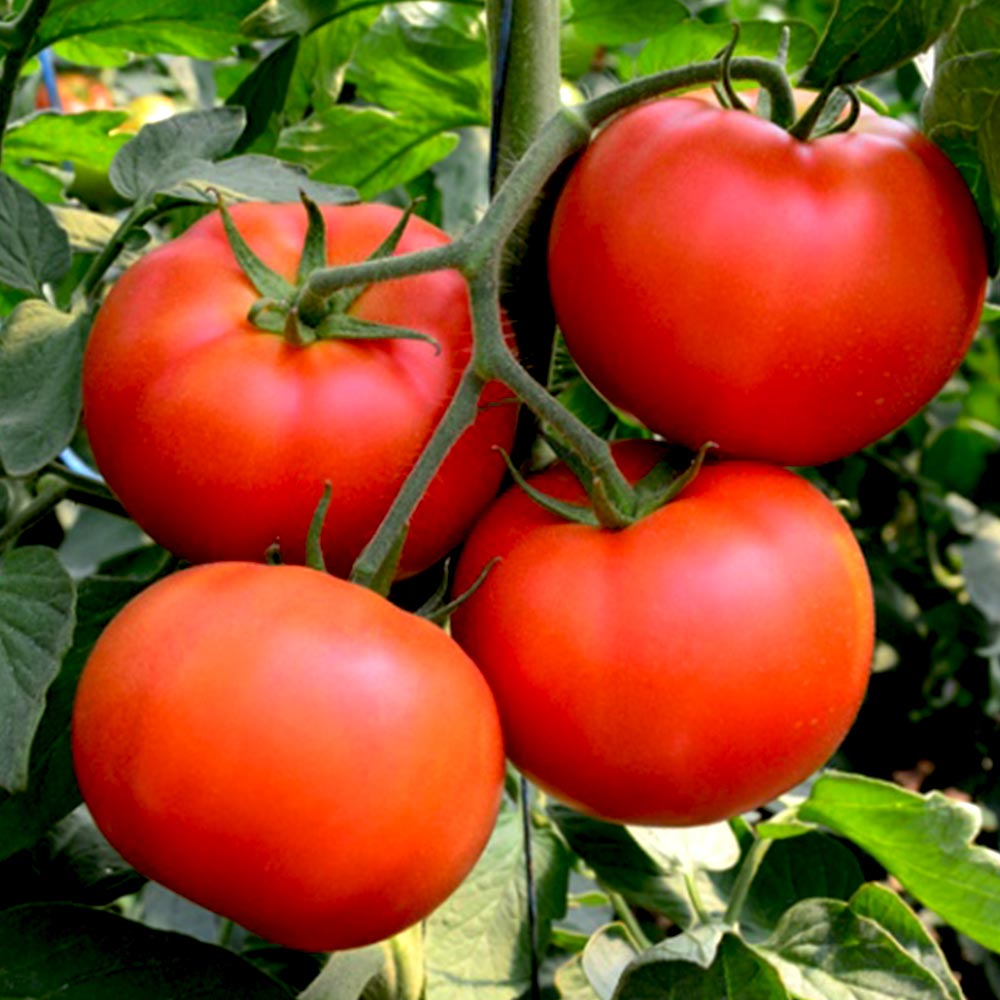 王様トマト・麗夏 接ぎ木苗(大玉トマト)2個～【野菜 接木苗9cmポット