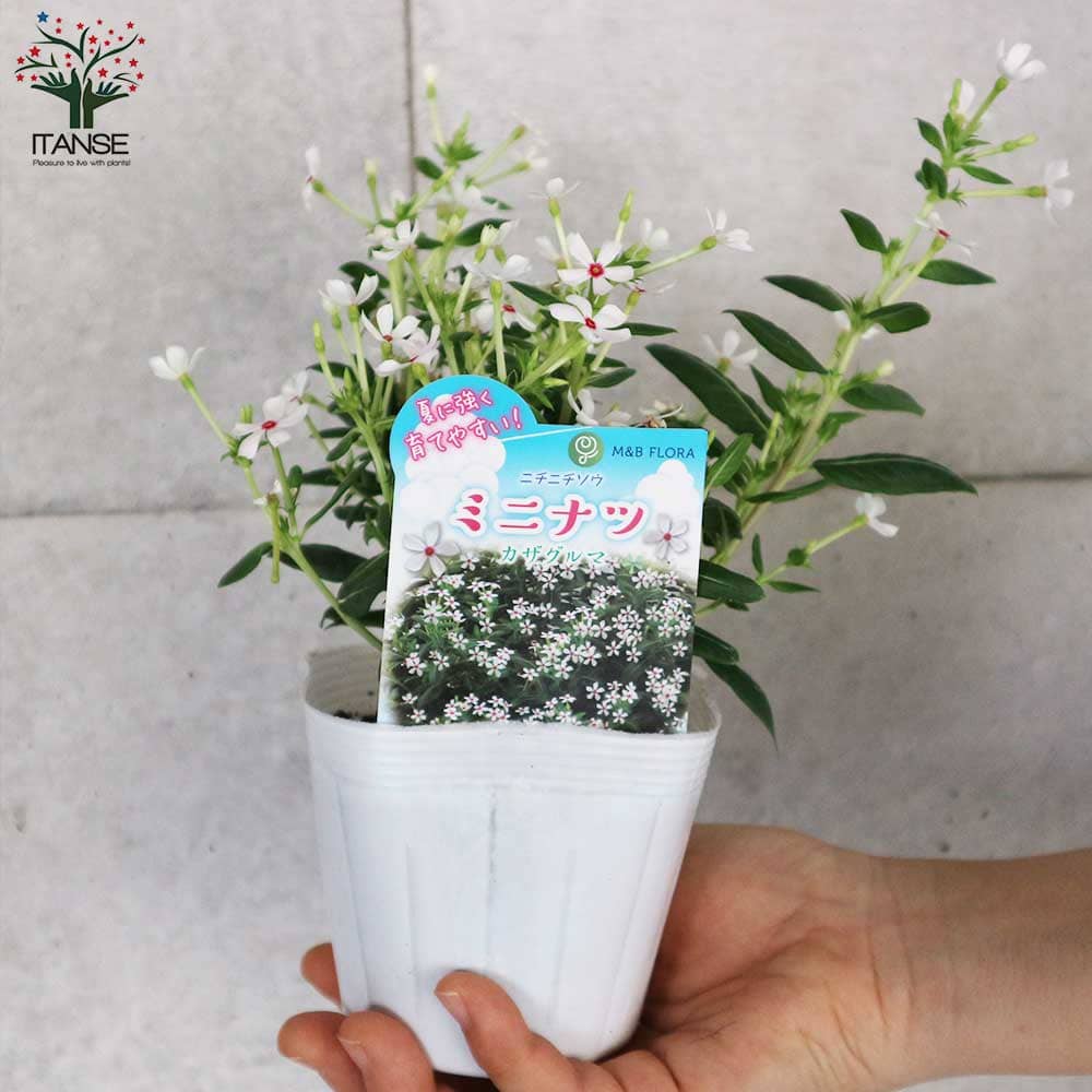 おしゃれ系ニチニチソウ 夏色ミックス中輪～極小輪3個～【花苗 3.5号