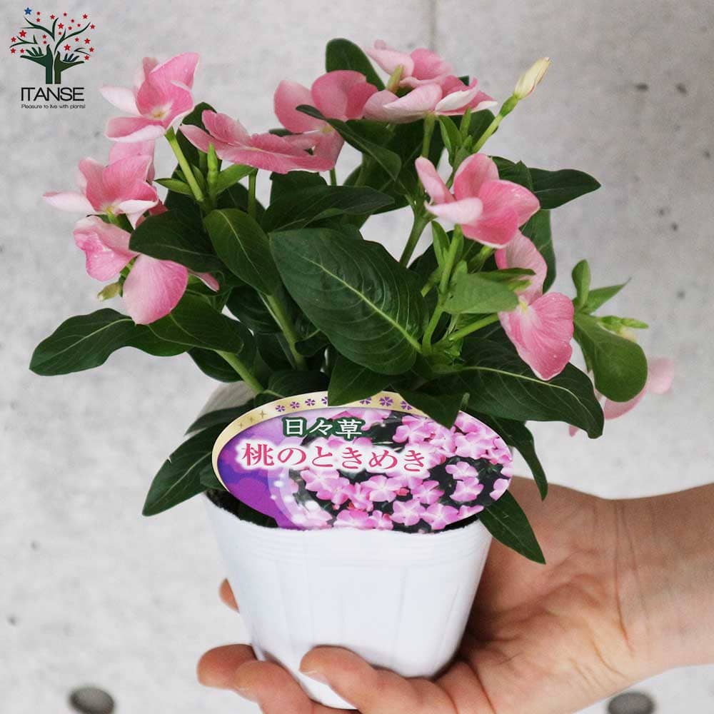 おしゃれ系ニチニチソウ 夏色ミックス中輪～極小輪3個～【花苗 3.5号