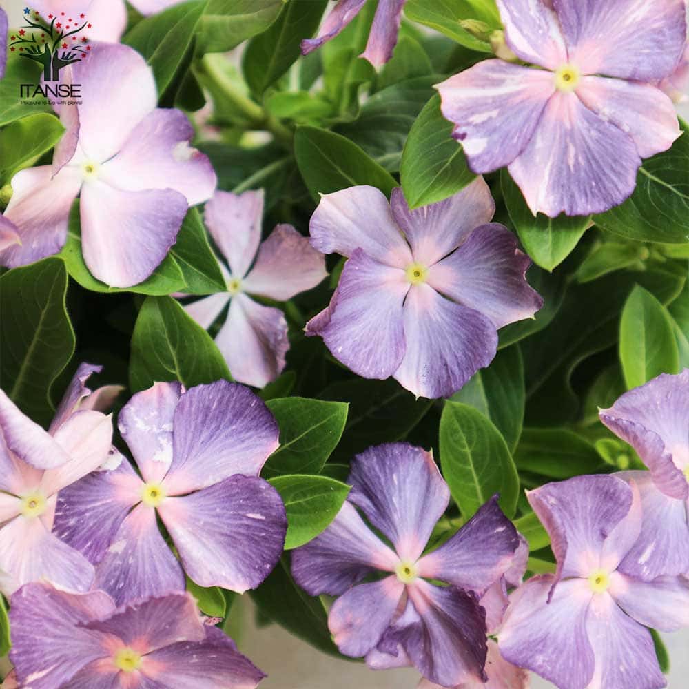 日々草＊確認用 ニチニチソウ(日々草)【かぎけんWEB】