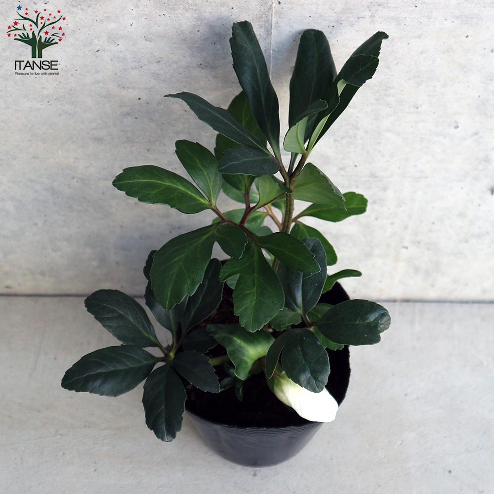 クリスマスローズ ニゲル【花苗 3.5号ポット】