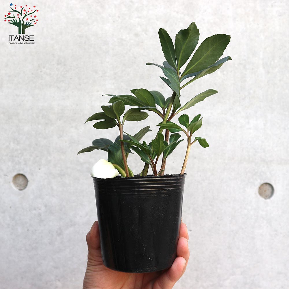 クリスマスローズ ニゲル【花苗 3.5号ポット】