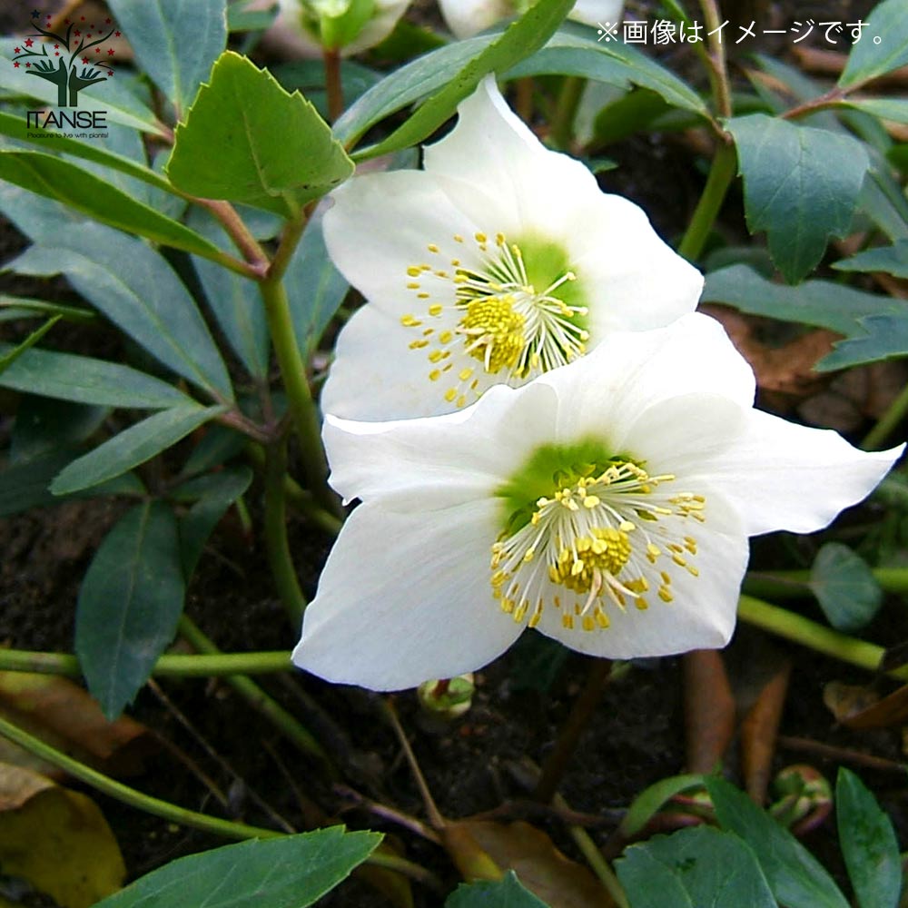 クリスマスローズ ニゲル【花苗 3.5号ポット】