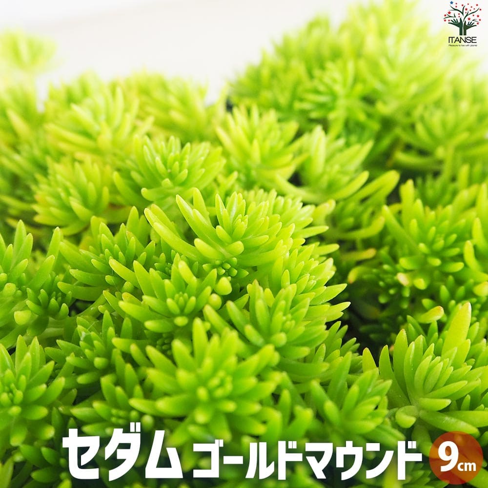 セダム ゴールドマウンド2個～【花苗 9cmポット】