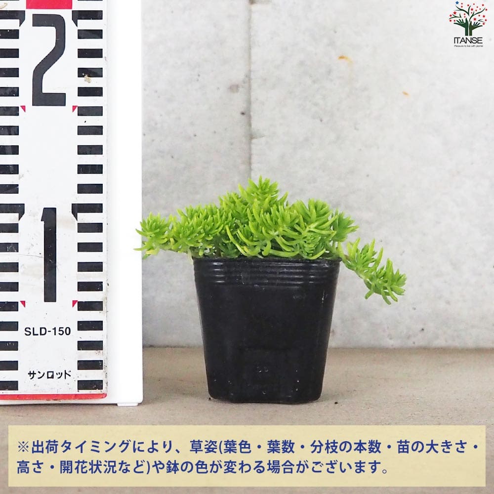 セダム ゴールドマウンド2個～【花苗 9cmポット】