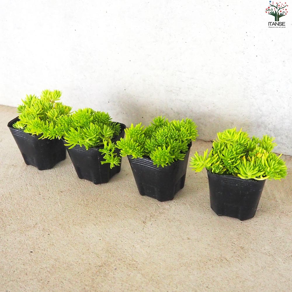 セダム ゴールドマウンド2個～【花苗 9cmポット】｜ 【植物の