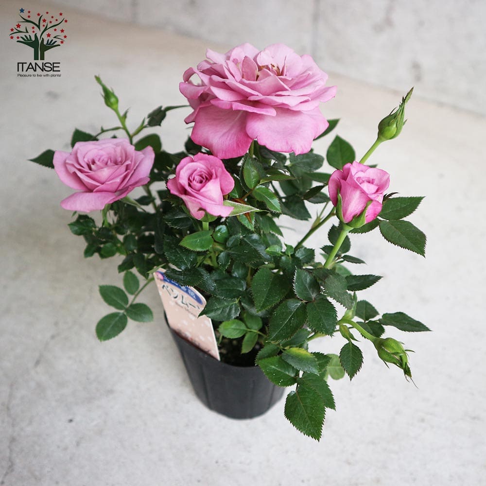芳香ミニ薔薇 ベンムーン【花苗3号ポット売り】｜ 【植物の