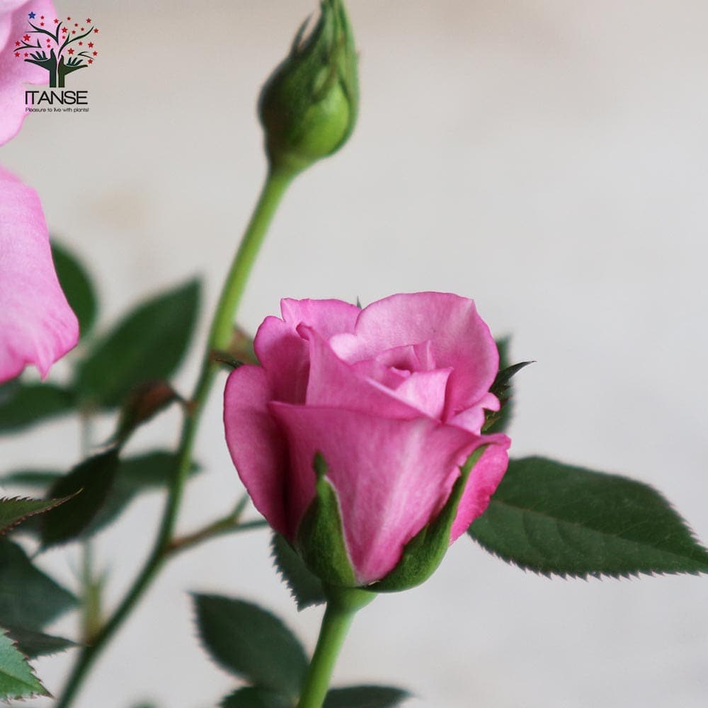 芳香ミニ薔薇 ベンムーン【花苗3号ポット売り】｜ 【植物の