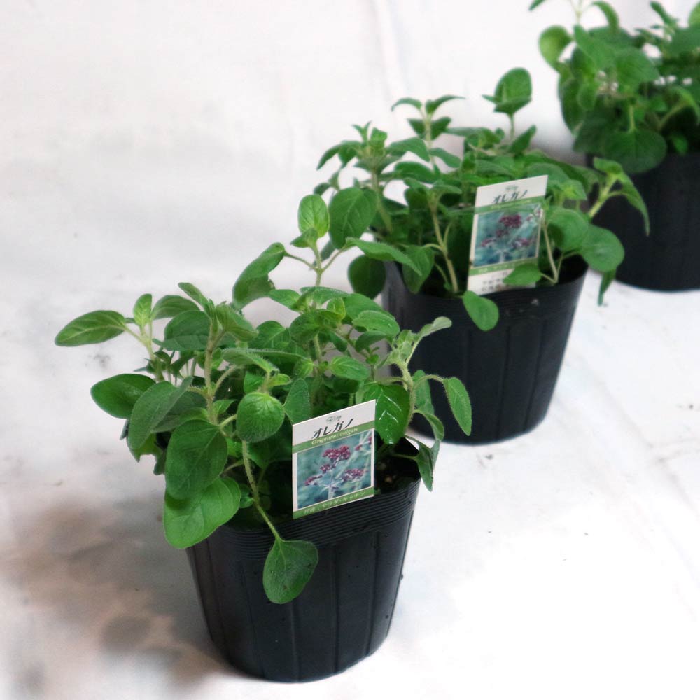 オレガノ コモン【ハーブ苗9cmポット／3個セット】