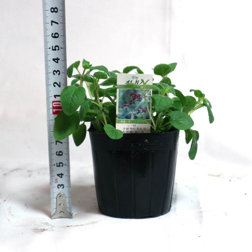 オレガノ コモン【ハーブ苗9cmポット／3個セット】