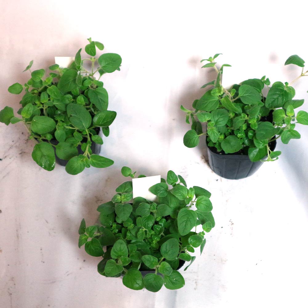 オレガノ コモン【ハーブ苗9cmポット／3個セット】