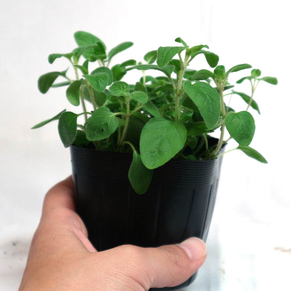 オレガノ コモン【ハーブ苗9cmポット／3個セット】