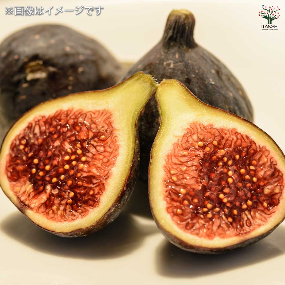 ★希少高級イチジク苗木★【ウォーターメロンラッシュ⑧】〖8月29日撮影〗親木写真 2025年最新】#イチジク苗木ウォーターメロンラッシュの人気