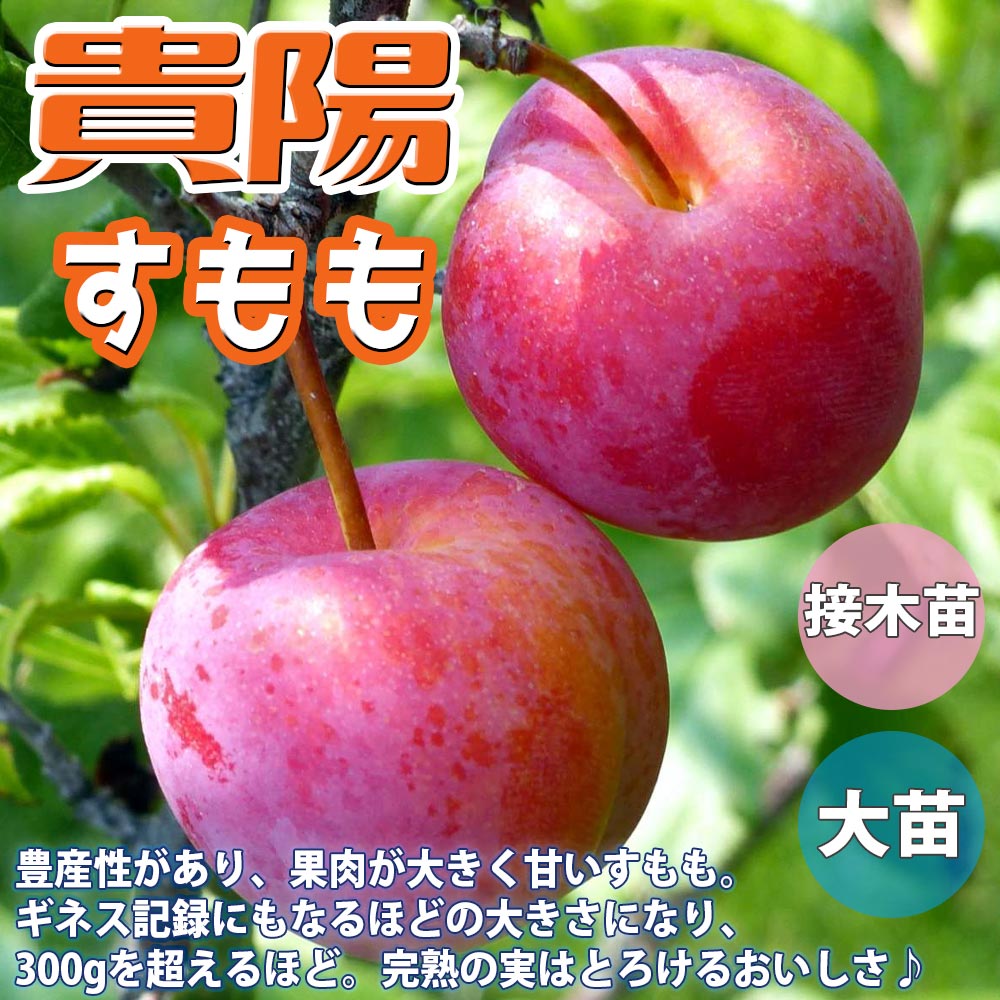 スモモの苗木 貴陽【果樹苗 2年生 接木苗12～15cmポット】｜ 【植物の