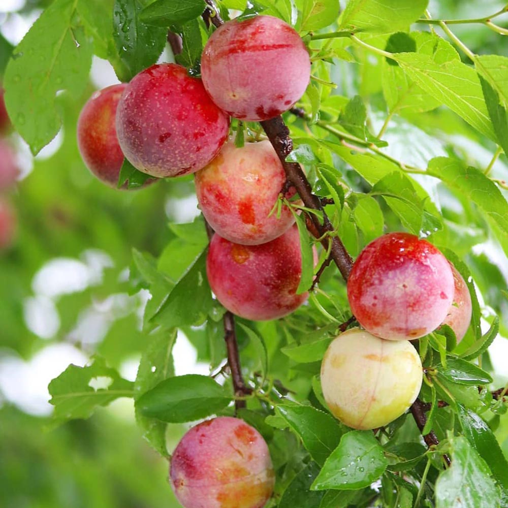 プラム貴陽苗木　レモンの横に♪　このまま落札です。 プラム貴陽苗木 レモンの横に♪ このまま落札です。