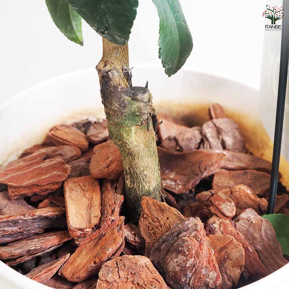 レモンの苗木 マイヤーレモン ハンドリーポット付き 【果樹の苗木 8号