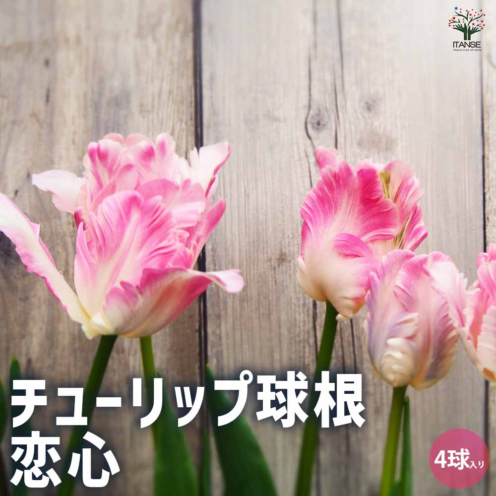 新潟チューリップ 恋心