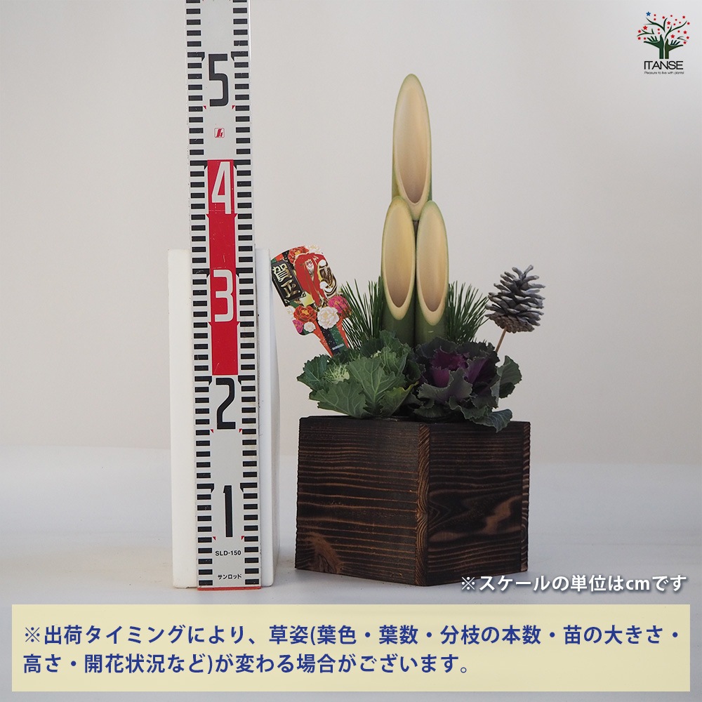 門松(かどまつ) ミニ門松 焼き杉鉢 【正月飾り 6号鉢】｜ 【植物の